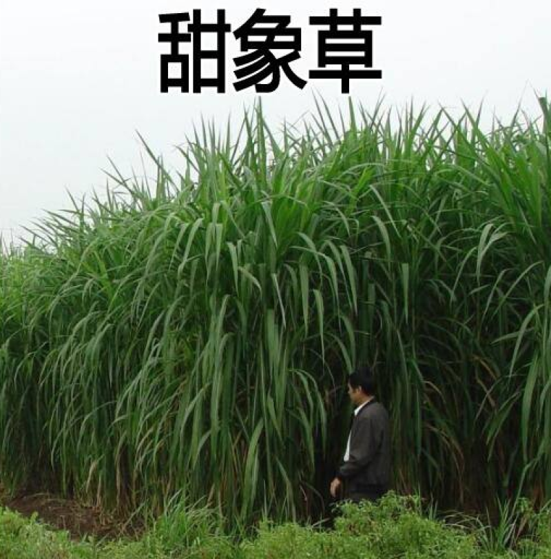 无绒毛甜象草种节甜象草皇竹草种节巨菌草多年生耐寒牧草包邮