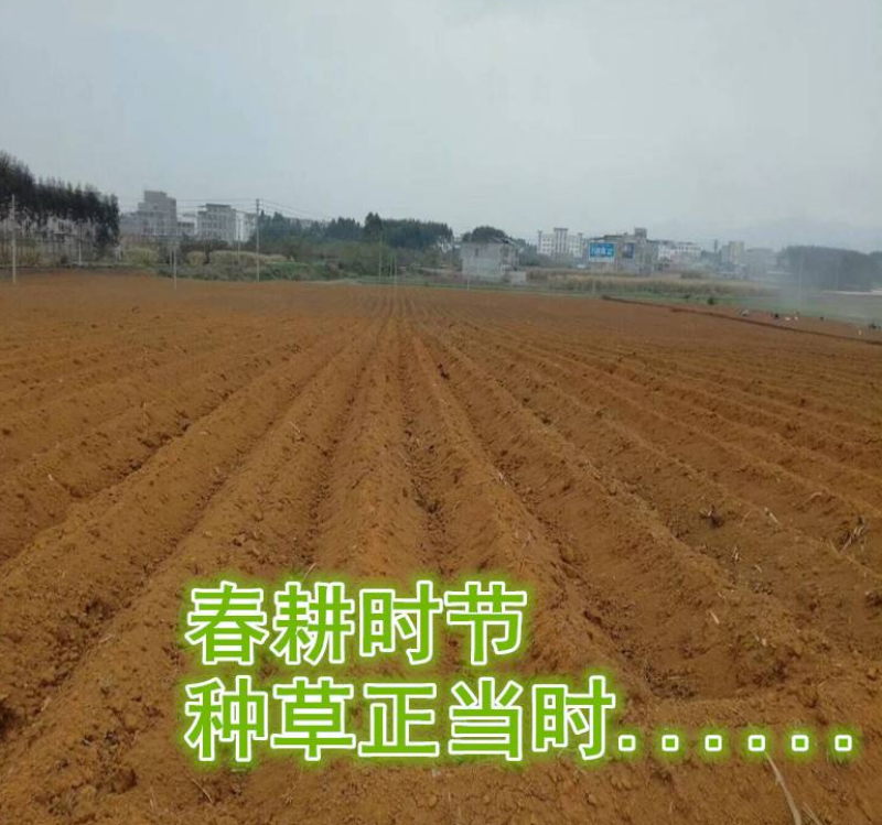 无绒毛甜象草种节甜象草皇竹草种节巨菌草多年生耐寒牧草包邮