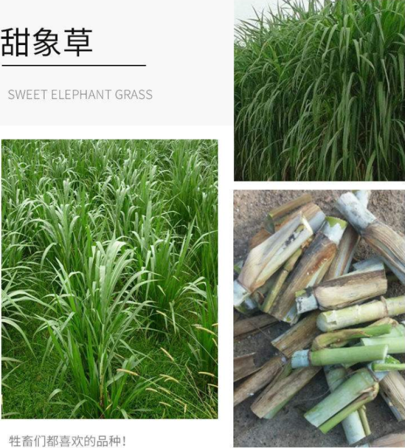 无绒毛甜象草种节甜象草皇竹草种节巨菌草多年生耐寒牧草包邮