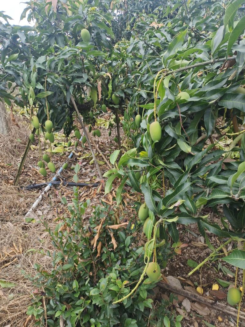 海南乐东芒果大量上市