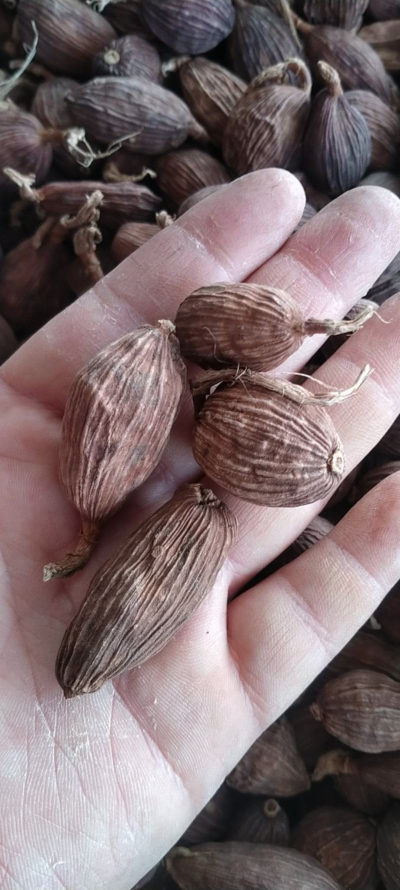 草果电烤草果全干草果云南大草果颜色好过检验