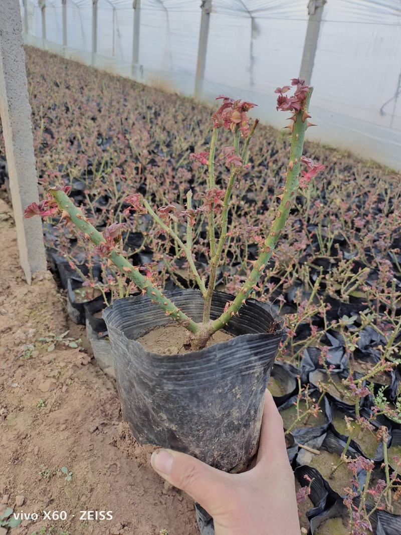 月季大花月季老扎子盆15*13大花混色两年老扎子18*16
