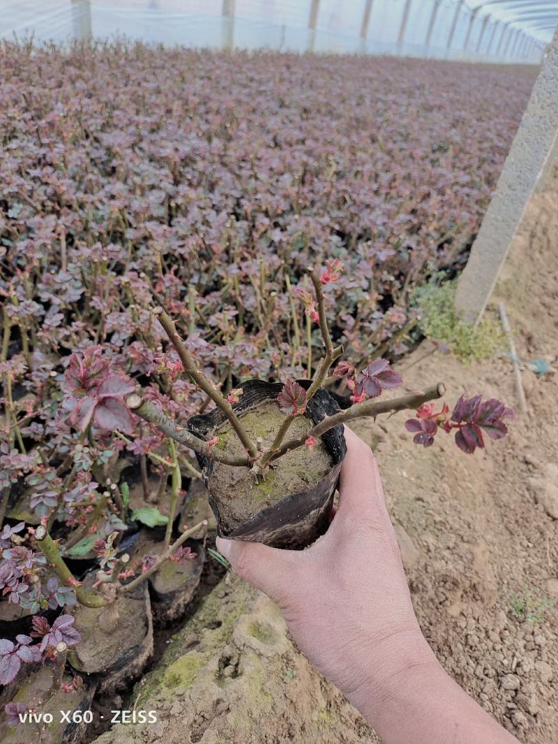 月季大花月季老扎子盆15*13大花混色两年老扎子18*16
