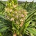 兰花香兰杂交兰年宵花漂亮壮苗洋兰香兰一盆5苗批发