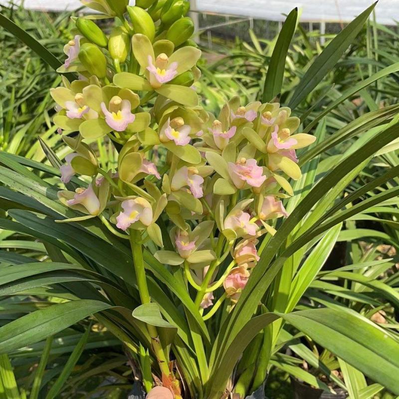 兰花香兰杂交兰年宵花漂亮壮苗洋兰香兰一盆5苗批发