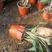 红叶朱蕉，苗圃常年提供双色盆朱蕉，营养袋朱蕉