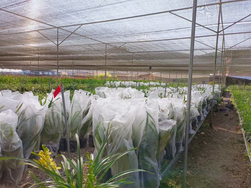 兰花香兰杂交兰年宵花漂亮壮苗洋兰香兰一盆5苗批发
