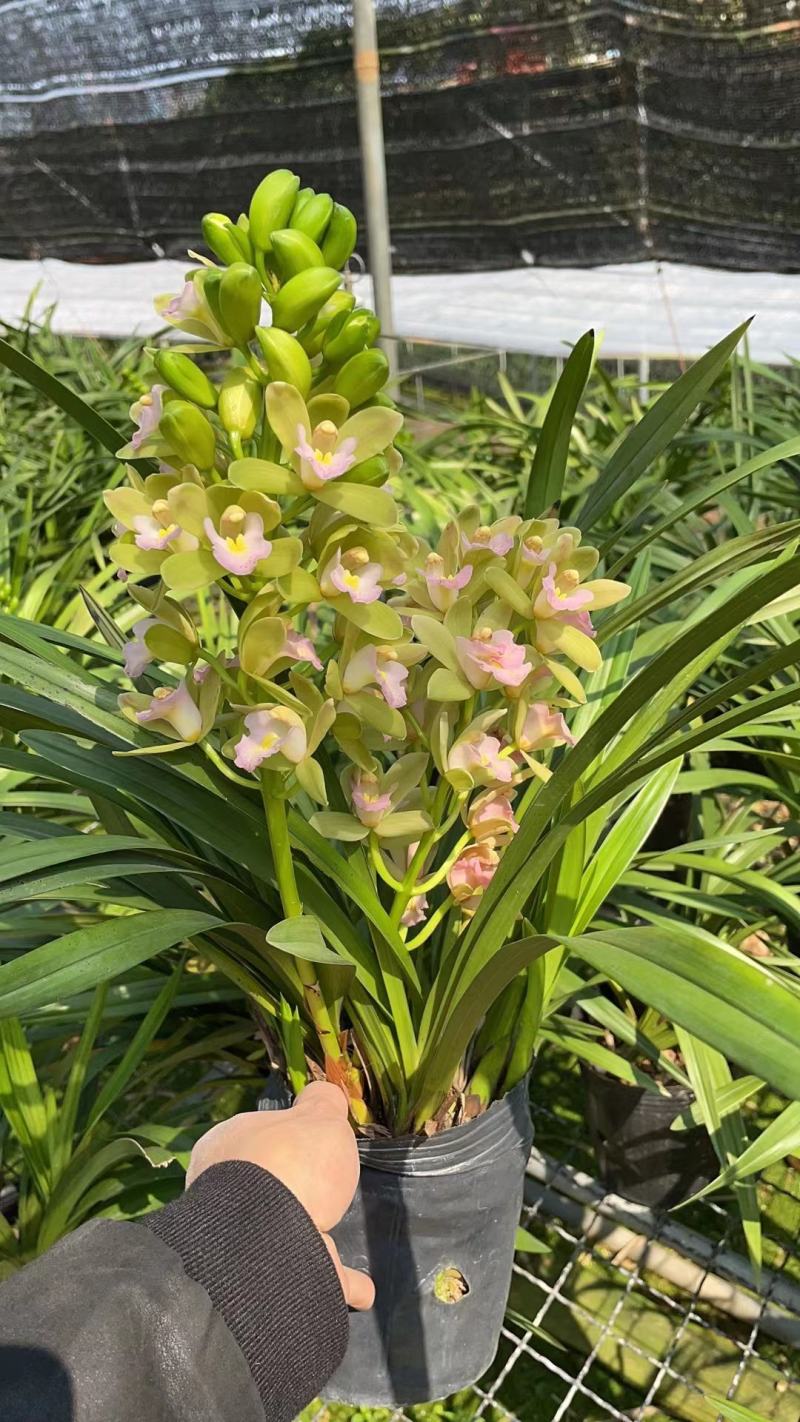 兰花香兰杂交兰年宵花漂亮壮苗洋兰香兰一盆5苗批发