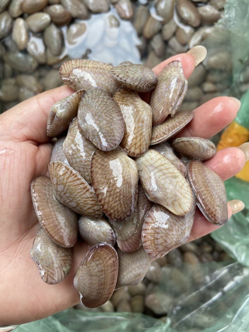 红螺，毛螺。北部湾红螺，也叫血螺。肉质脆爽