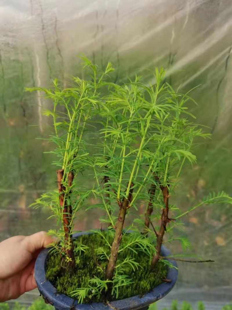 水杉盆景养护简单基地直售全国发货欢迎订购