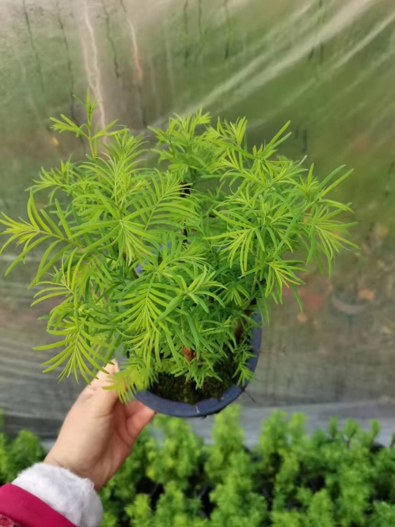 水杉盆景养护简单基地直售全国发货欢迎订购