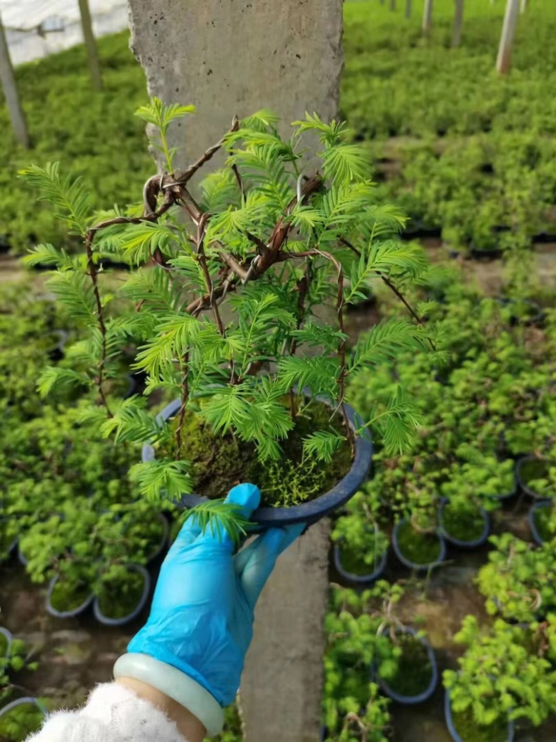 水杉盆景养护简单基地直售全国发货欢迎订购