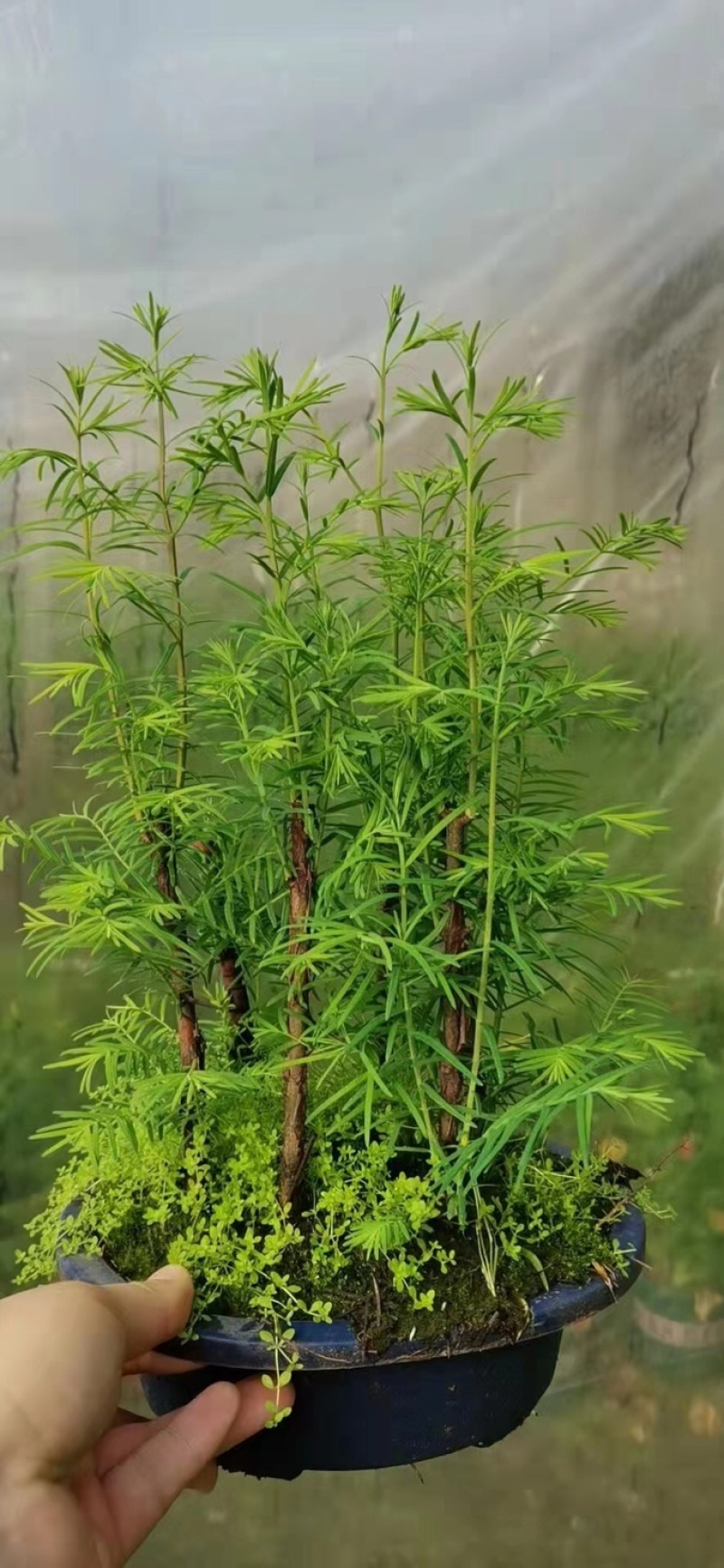 水杉盆景养护简单基地直售全国发货欢迎订购