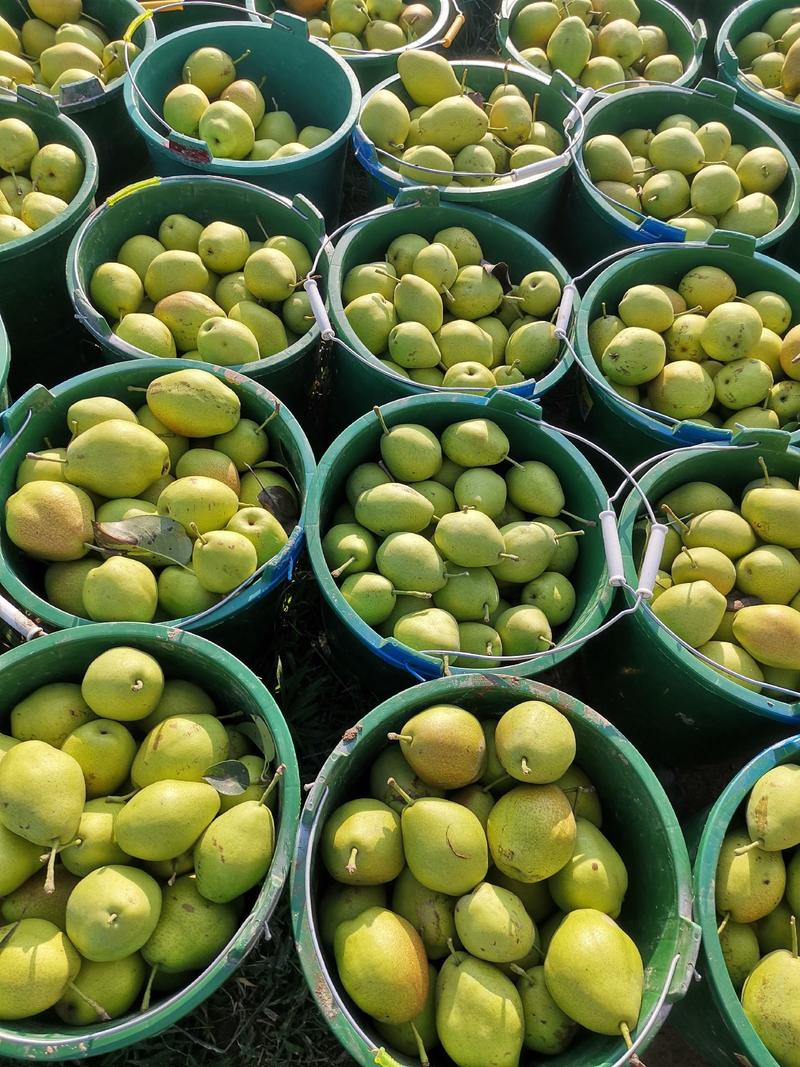 红香酥梨产地直采，物美价廉，质量保证大量上市