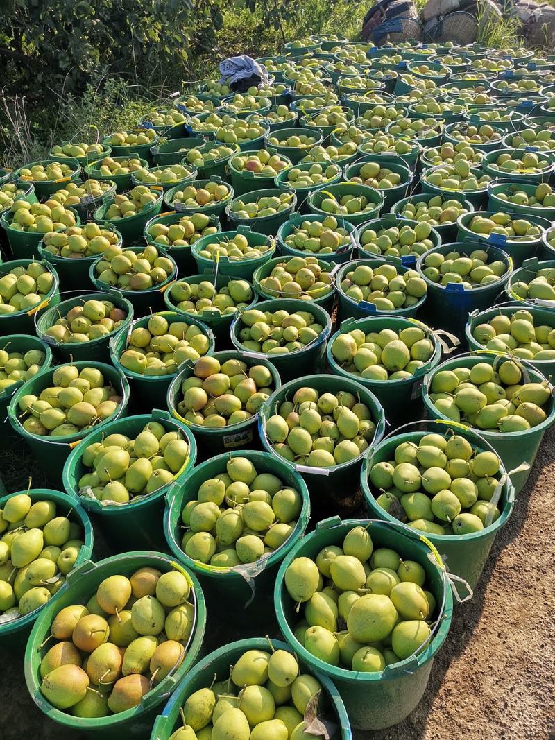 红香酥梨产地直采，物美价廉，质量保证大量上市
