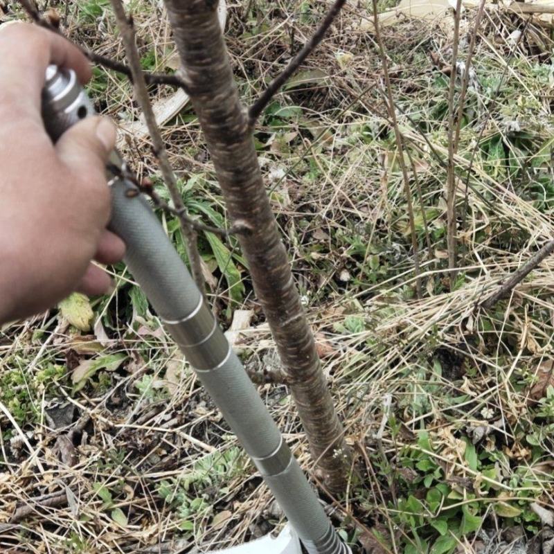 樱桃苗，本地樱桃，黑珍珠苗，基地直销价格实惠欢迎采购