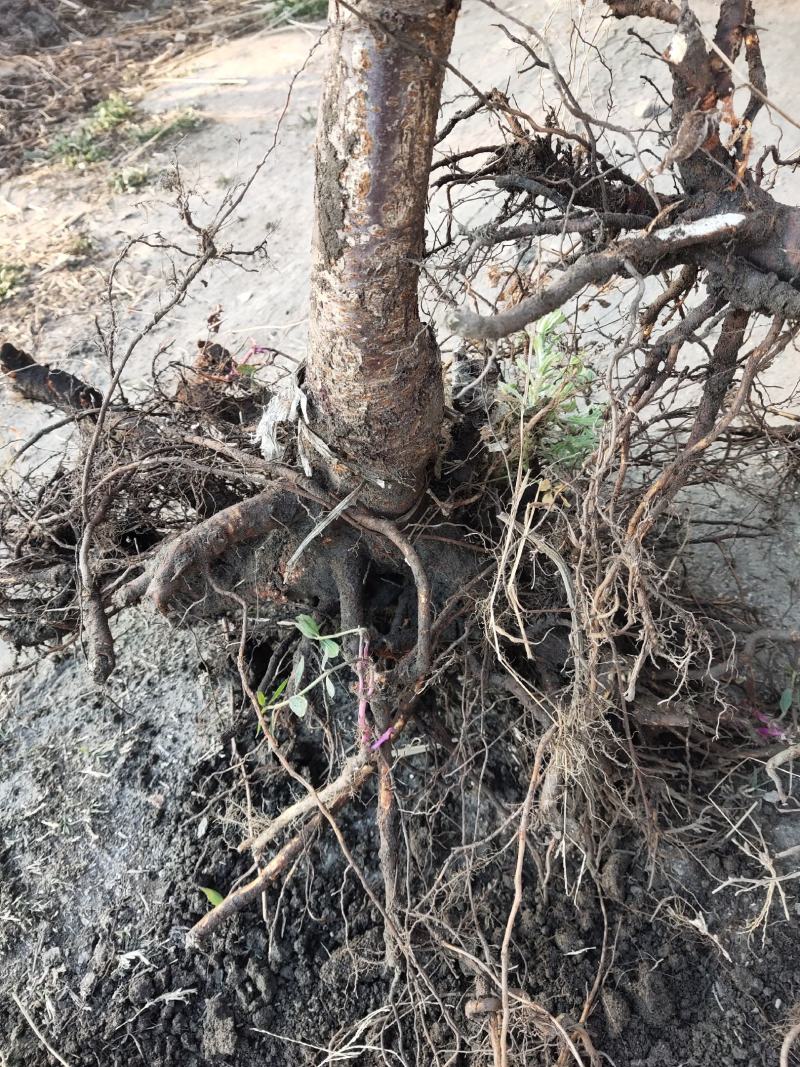 樱桃苗，本地樱桃，黑珍珠苗，基地直销价格实惠欢迎采购