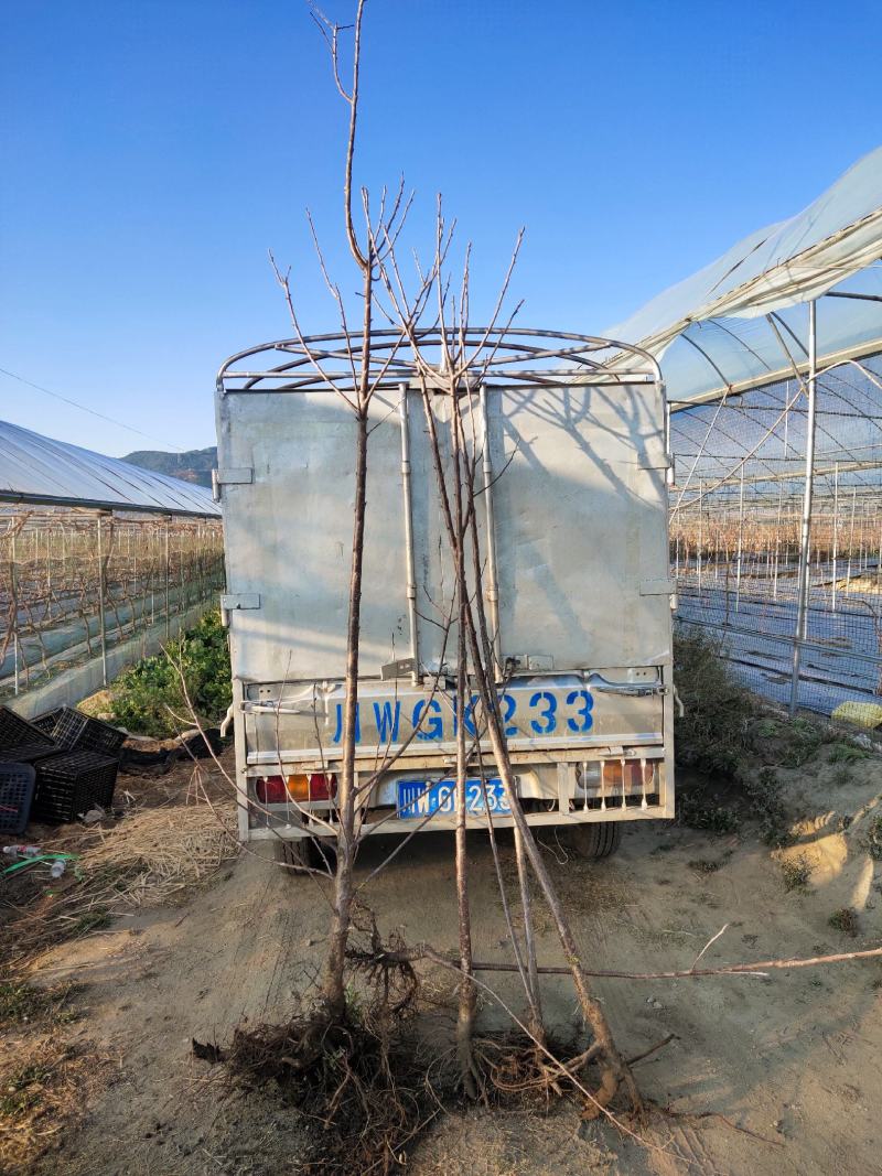 樱桃苗，本地樱桃，黑珍珠苗，基地直销价格实惠欢迎采购