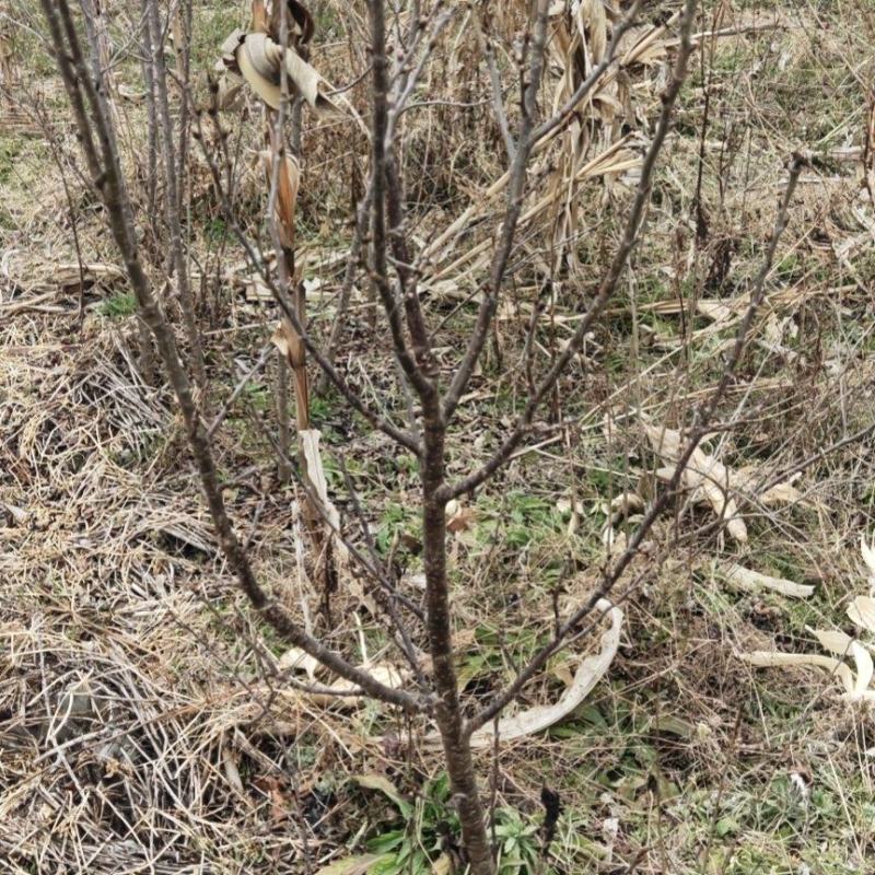 出售各种优质嫁接苗实生苗，基地直销价格实惠