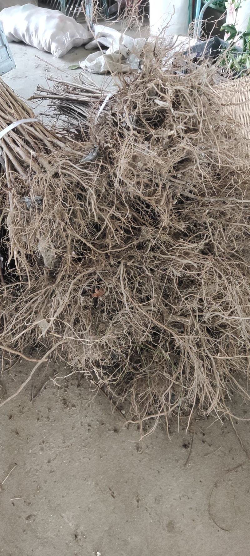 出售各种优质嫁接苗实生苗，基地直销价格实惠