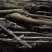 出售各种优质嫁接苗实生苗，基地直销价格实惠