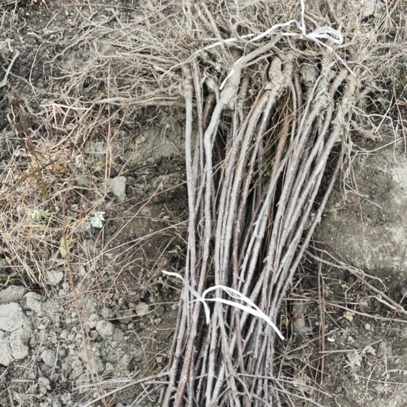 出售各种优质嫁接苗实生苗，基地直销价格实惠