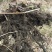 出售各种优质嫁接苗实生苗，基地直销价格实惠