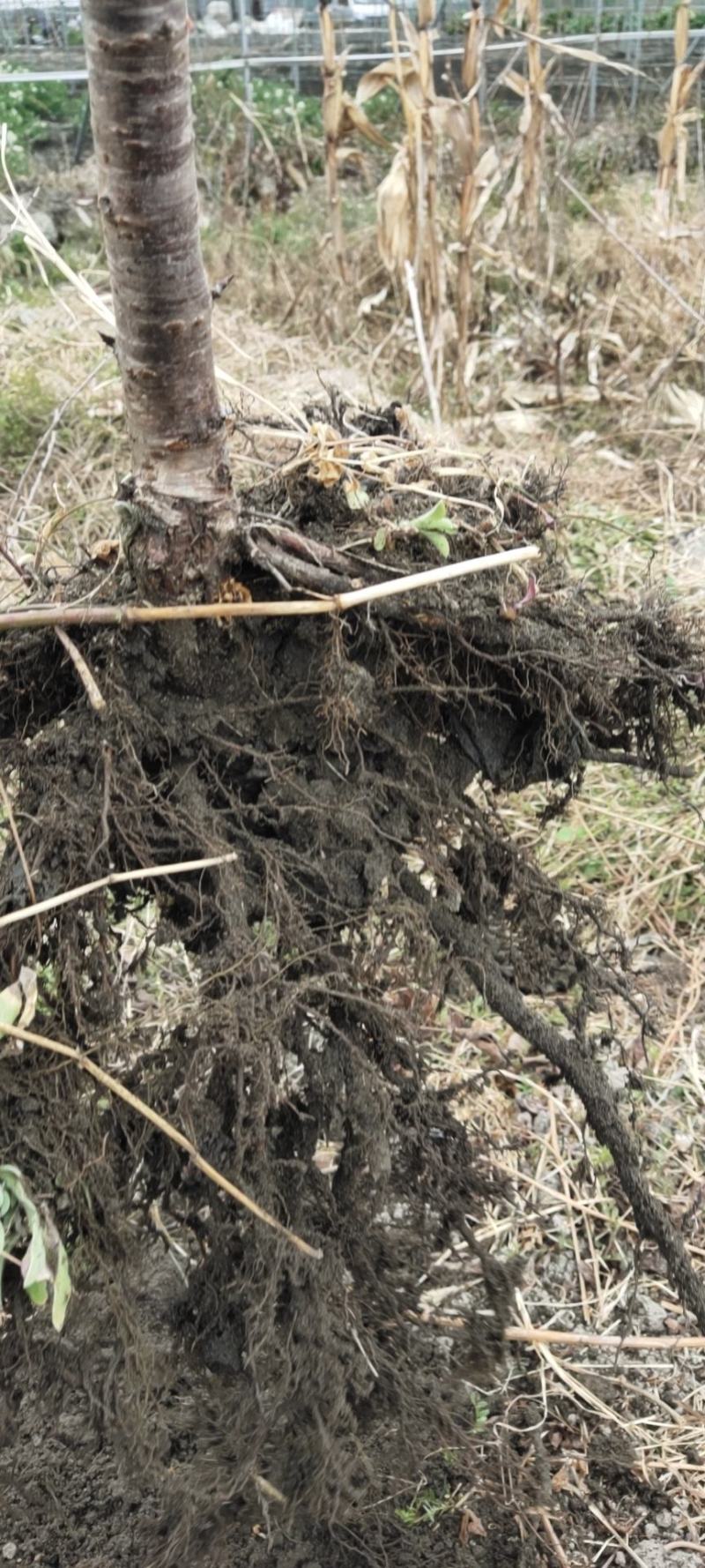 出售各种优质嫁接苗实生苗，基地直销价格实惠