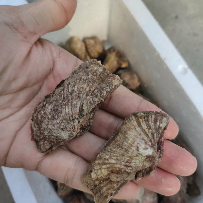 姐妹螺，网红爆品螺，适合团购，清蒸，酒店