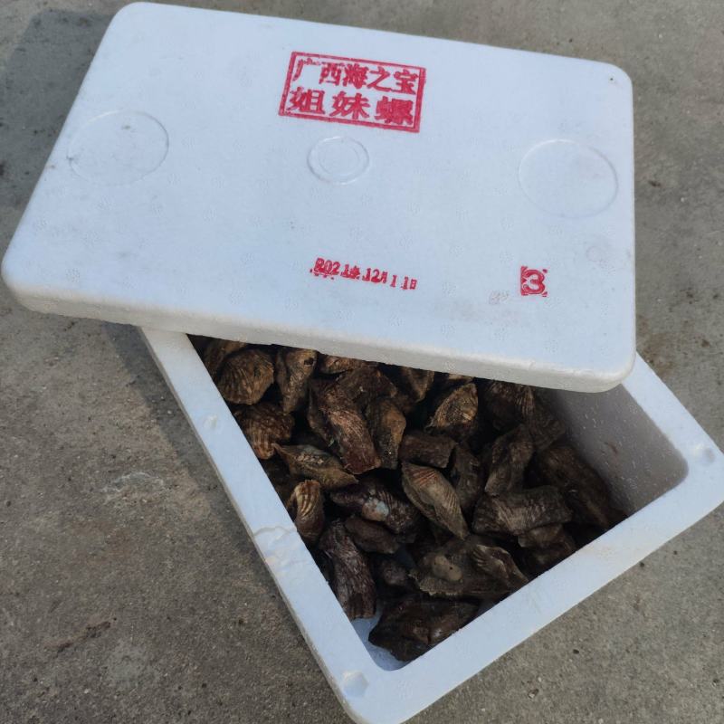 姐妹螺，网红爆品螺，适合团购，清蒸，酒店