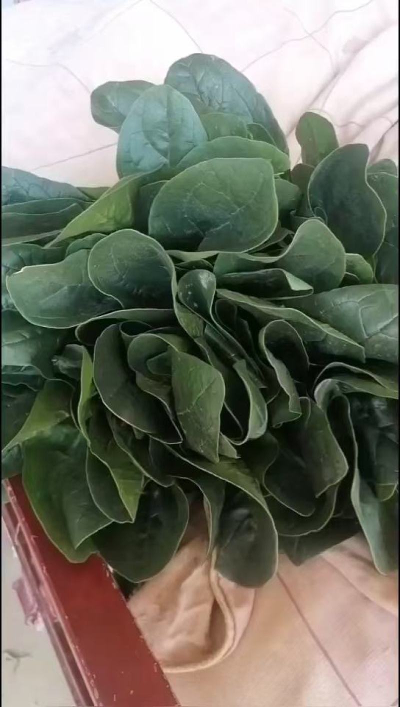 甘肃，万亩菠菜，香菜种植基地，对接各大市场电商平台。
