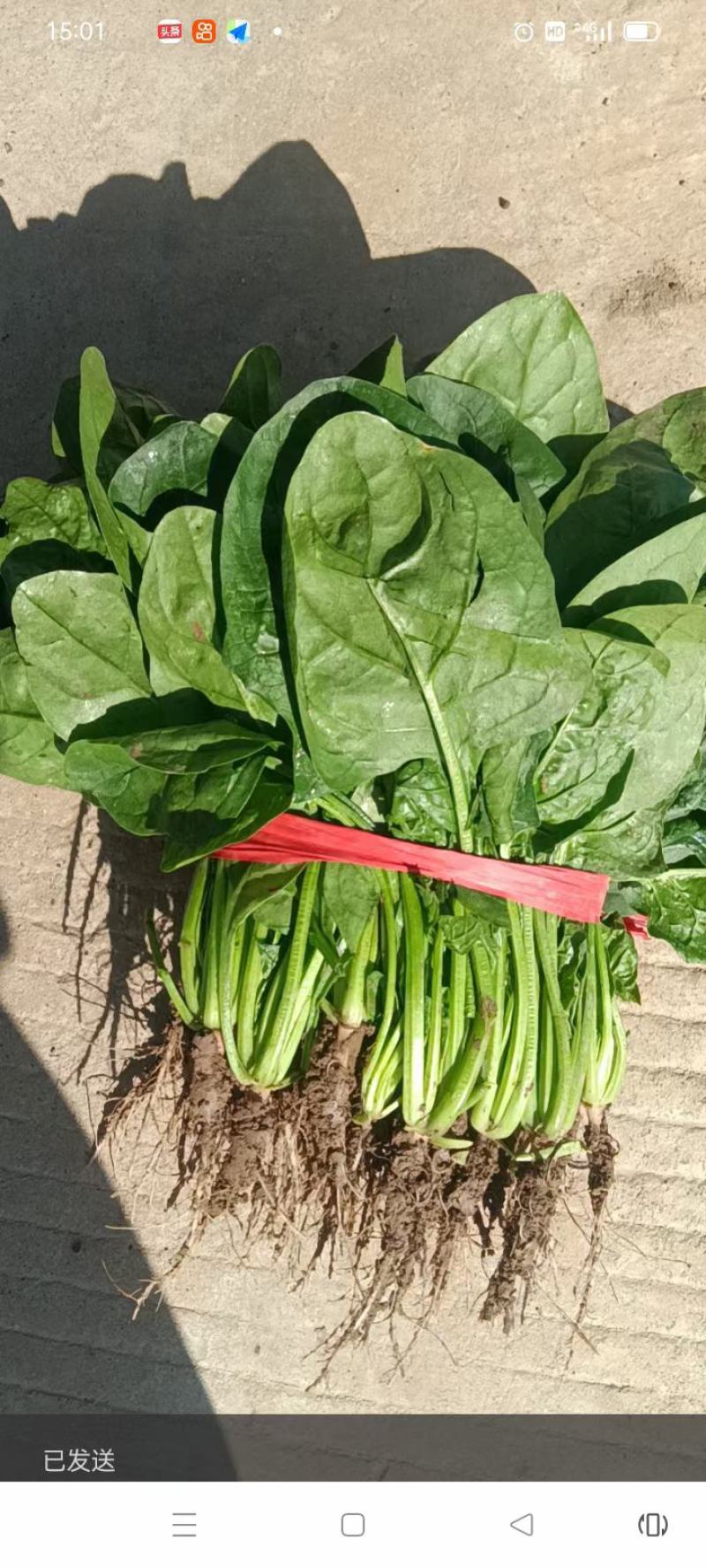 甘肃，万亩菠菜，香菜种植基地，对接各大市场电商平台。