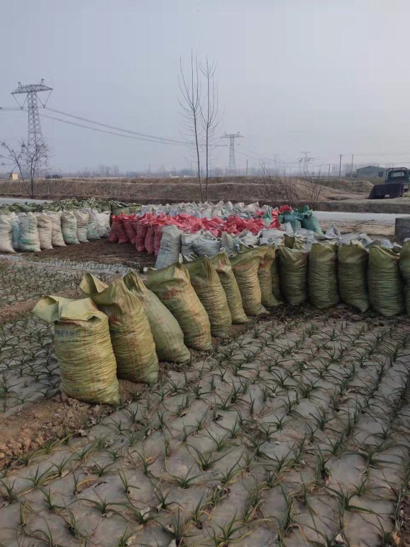 山东济宁发酵纯羊粪肥效持久量大从优货源充足