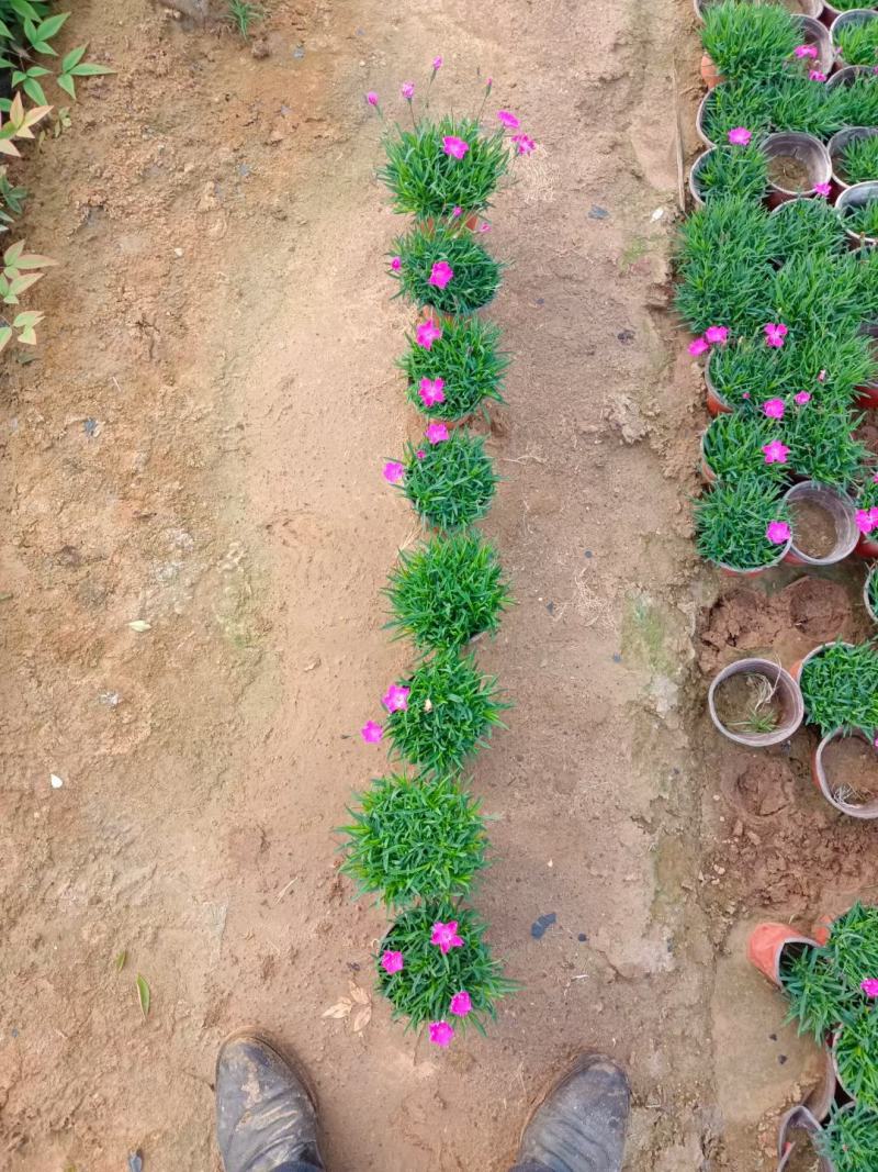欧石竹杯苗500万盆，山东坤盛花卉基地全国发货