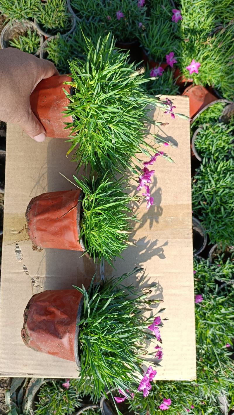 欧石竹杯苗500万盆，山东坤盛花卉基地全国发货
