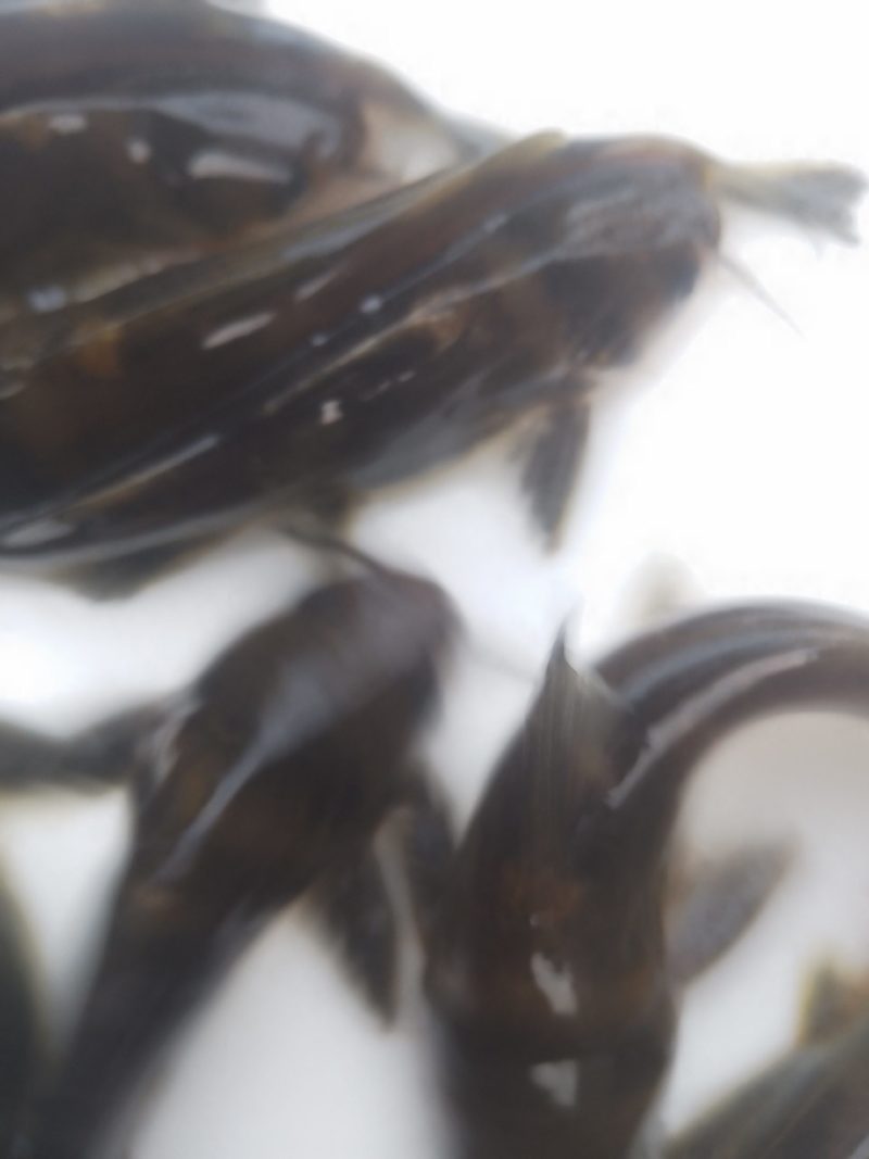 黄辣丁鱼苗，优良品种，生长速度快，基地直供，量大从优，提供