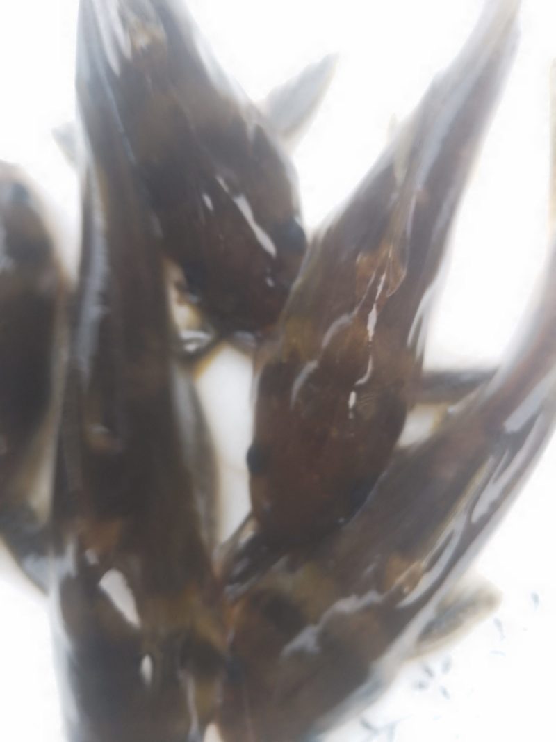 黄辣丁鱼苗，优良品种，生长速度快，基地直供，量大从优，提供