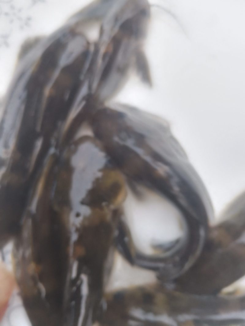 黄辣丁鱼苗，优良品种，生长速度快，基地直供，量大从优，提供