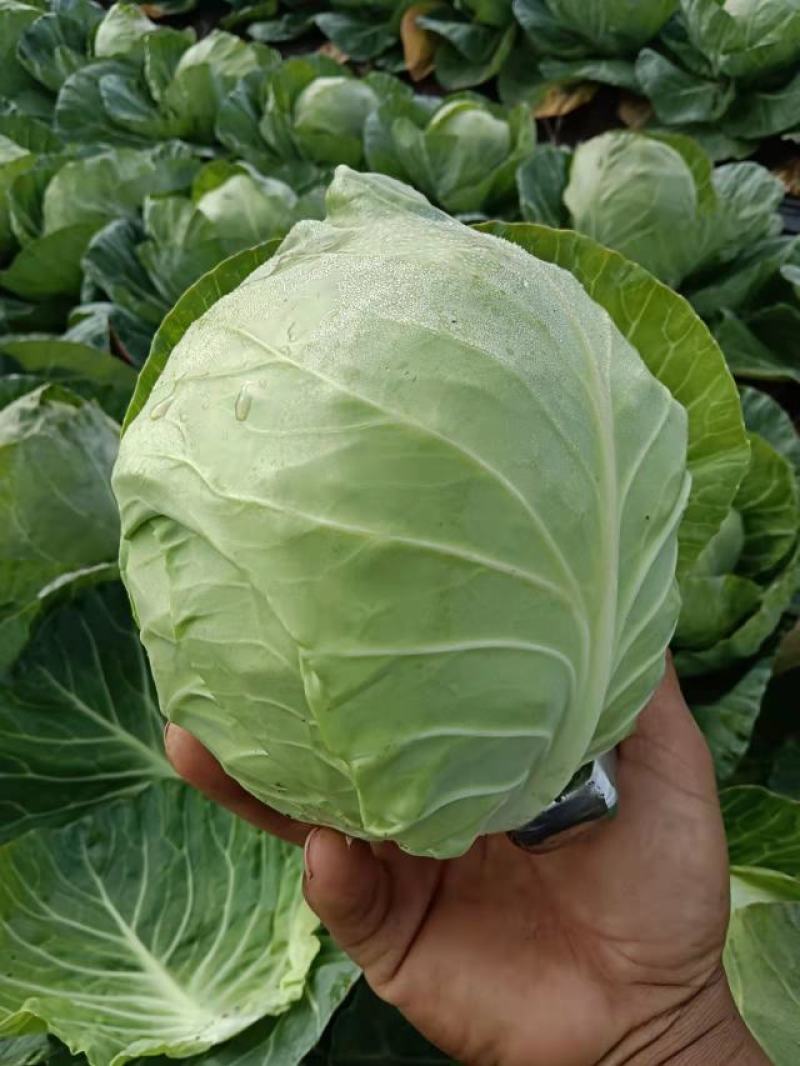 甘蓝