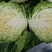 甘蓝