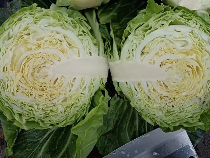 甘蓝