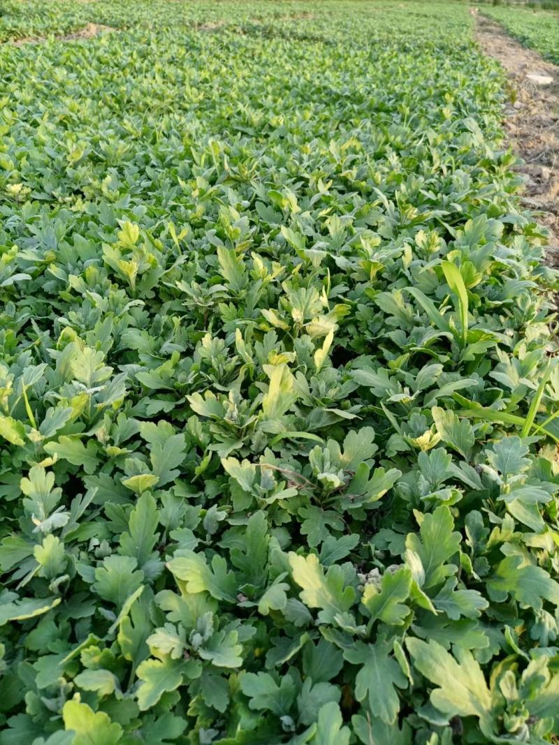 一手货源供应各种菊花苗：北京金丝皇菊婺源贡菊