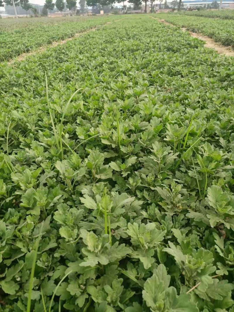 一手货源供应各种菊花苗：北京金丝皇菊婺源贡菊