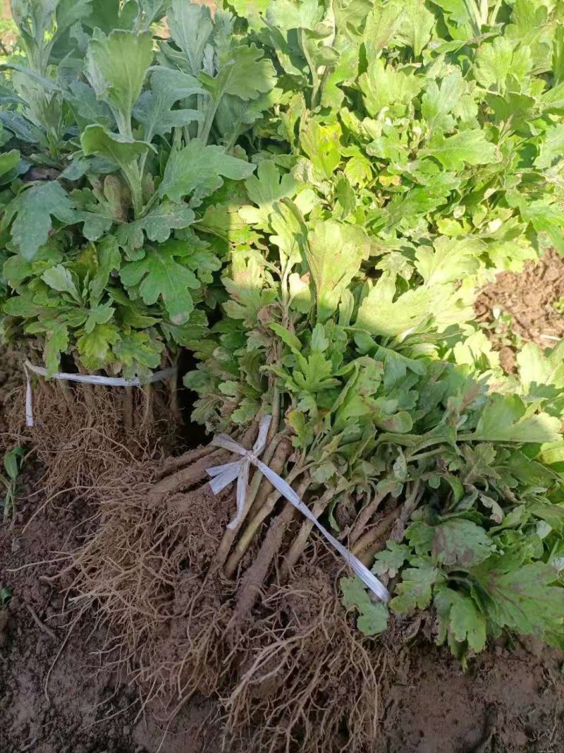 一手货源供应各种菊花苗：北京金丝皇菊婺源贡菊