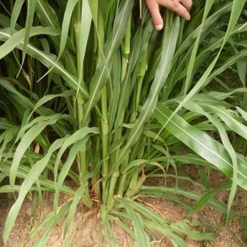 墨西哥玉草5斤一亩草种畜牧草籽喂牛羊猪鱼高产牧草