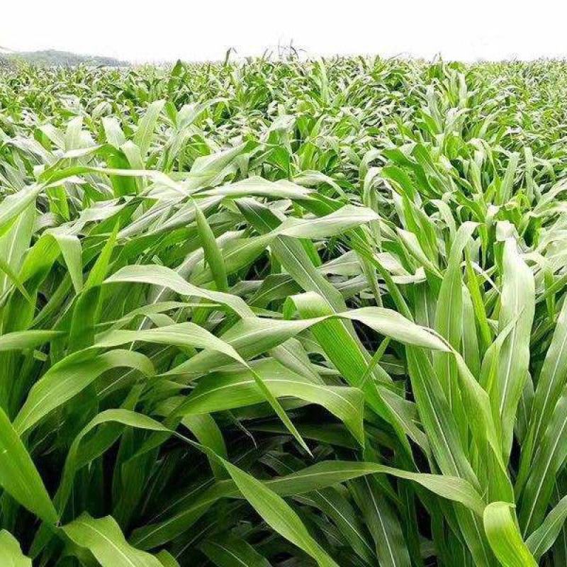 墨西哥玉草5斤一亩草种畜牧草籽喂牛羊猪鱼高产牧草