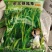 杂交狼尾草种子，杂交品种，亩产20000斤