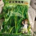 杂交狼尾草种子，杂交品种，亩产20000斤