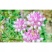 小冠花种子花草四季可播室外易种室内阳台盆栽花卉花籽庭院护