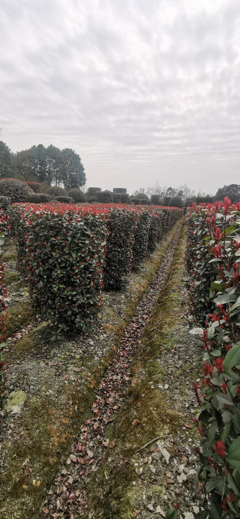 基地直销高度1.5m红叶石楠柱子